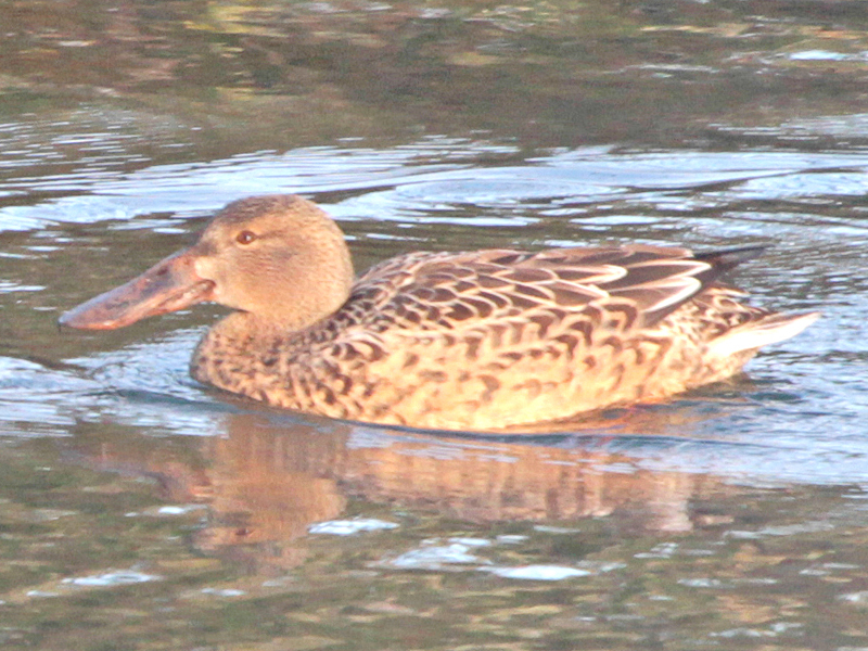 Northern Shoveler